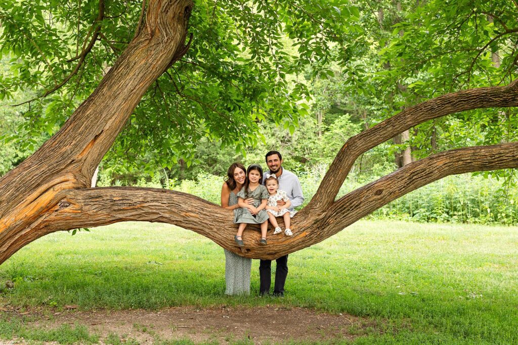 Family of four in tree, Naperville Family Photographer